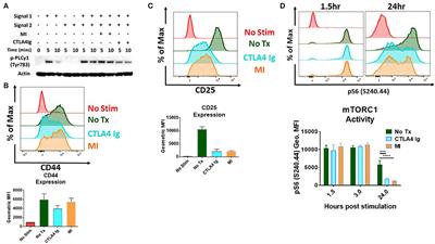 Targeting Metabolism as a Platform for Inducing Allograft Tolerance in the Absence of Long-Term Immunosuppression